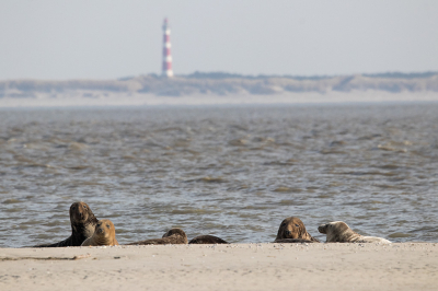 Ze liggen er altijd op de koffieboonplaat, maar modat het strand richting Ameland scherp naar beneden duikt, zijn ze lang niet altijd te zien of te benaderen. Belangrijkste doel is altijd om ze niet te verstoren. Dat kwam hier mooi samen en leverde een voor mij aardig beeld op.