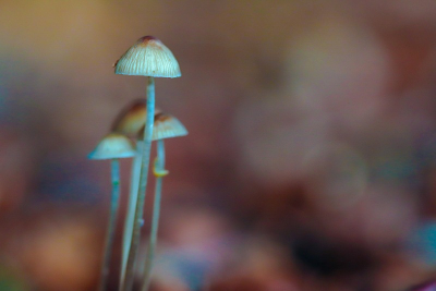 Nog een foto uit de "oude doos" 13 okt 2020
Op een wat sombere herfstochtend stak dit kwartet mycena's parmantig boven het bladerdek uit.
Opname gemaakt met Macro 100mm objectief