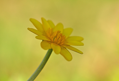 <i class='fa fa-user'></i>&nbsp;Cor&nbsp;|  Gewoon Speenkruid&nbsp; <i class='fa fa-eye'>&nbsp;108</i> &nbsp;<i class='fa fa-thumbs-up'>&nbsp;16</i> &nbsp; <i class='fa fa-comment-o'>&nbsp;16</i>