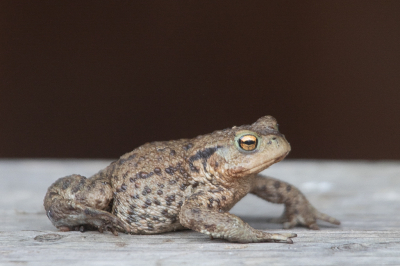 Oh oh 
Gelukkig zag ik een pad die op de grond zat.. voordat ik er op stapte.
Gelijk mijzelf in allerlei bochten gewrongen om hem met laag standpunt vast te leggen. Daarna opgepakt en in veiligheid gebracht