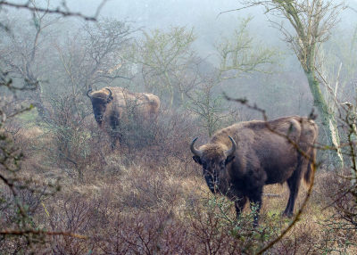 <i class='fa fa-user'></i>&nbsp;Eef Kieft&nbsp;|  Wisent&nbsp; <i class='fa fa-eye'>&nbsp;159</i> &nbsp;<i class='fa fa-thumbs-up'>&nbsp;3</i> &nbsp; <i class='fa fa-comment-o'>&nbsp;5</i>