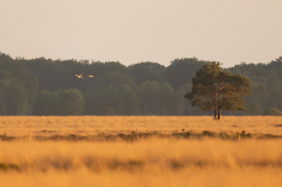 <i class='fa fa-user'></i>&nbsp;Peter Soer&nbsp;|  Avondlicht over de heide&nbsp; <i class='fa fa-eye'>&nbsp;75</i> &nbsp; <i class='fa fa-comment-o'>&nbsp;1</i>
