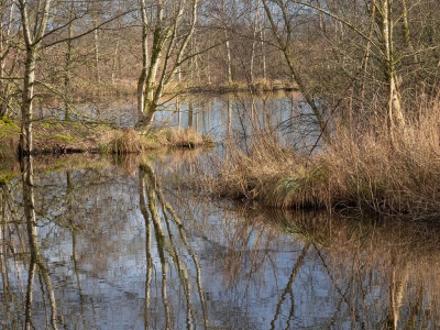 <i class='fa fa-user'></i>&nbsp;Tim Oord&nbsp;|  Veengebied in het voorjaar&nbsp; <i class='fa fa-eye'>&nbsp;95</i> &nbsp; <i class='fa fa-comment-o'>&nbsp;5</i>