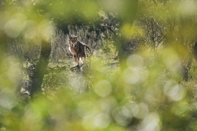 Zoals eerder vermeld zag ik in een uur tijd 5 Iberische lynxen, waarvan 1 gezin met 2 jongen. Dat de 2 jongen van vorig jaar er nog bij waren was best bijzonder, aangezien het de paartijd was van de Iberische lynx. Ze lagen met zijn 4en redelijk dicht langs de weg (+/-100m) op een heuvel een beetje te relaxen onder wat bomen. Vooral slapende lynxen dus, maar soms ging er 1 even rechtop zitten. D.m.v. een doorkijkje en het beetje tegenlicht deze foto kunnen maken.