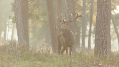 Het zonnetje stond al laag en gaf een mooie gloed zo aan het einde van de dag. Langs een bekend roodwildwissel had ik plaatsgenomen en hoopte na een aantal tevergeefse pogingen dat het roodwild vroeg op lavei zou gaan. Missie geslaagd, een foto, ervaring en herinnering rijker!