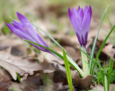 <i class='fa fa-user'></i>&nbsp;Tim Oord&nbsp;|  Boerenkrokus&nbsp; <i class='fa fa-eye'>&nbsp;50</i> &nbsp; <i class='fa fa-comment-o'>&nbsp;2</i>