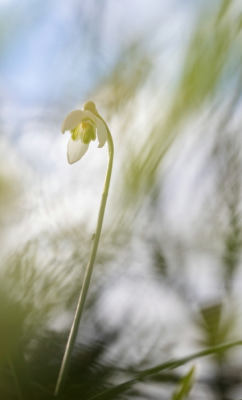 <i class='fa fa-user'></i>&nbsp;kiran&nbsp;|  Gewoon Sneeuwklokje&nbsp; <i class='fa fa-eye'>&nbsp;66</i> &nbsp; <i class='fa fa-comment-o'>&nbsp;2</i>
