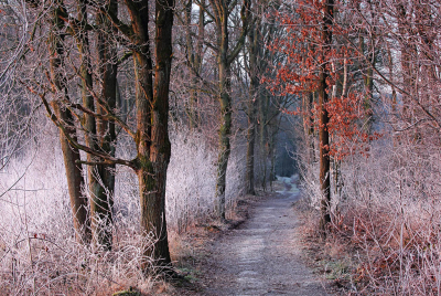 <i class='fa fa-user'></i>&nbsp;Pieter  LJ&nbsp;|  Ochtendrijp in het bos&nbsp; <i class='fa fa-eye'>&nbsp;113</i> &nbsp;<i class='fa fa-thumbs-up'>&nbsp;6</i> &nbsp; <i class='fa fa-comment-o'>&nbsp;6</i>