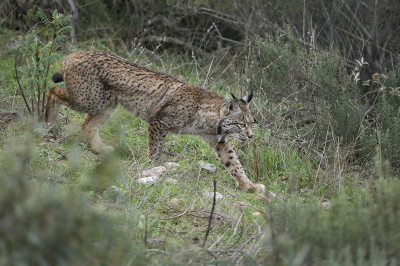 De 4 lynxen lagen dus lekker te relaxen onder wat bomen. We zijn gaan wachten totdat er beweging in de lynxen kwam, dit gebeurde na een uur wachten. De 2 jongen en de ouders begonnen wat meer gescheiden van elkaar te raken. Door het heuvel/rotsachtige landschap waren ze soms ook best een tijdje uit beeld en was het goed zoeken voordat ze weer in beeld waren. De jongen waren dieper de vallei in gelopen en uit beeld verdwenen. De ouders doken redelijk dicht langs de weg op. Het was inmiddels eind van de middag en er was bewolking aan komen waaien. De iso's moesten flink omhoog, maar de show die zou volgen was meer dan spectaculair! Ze gingen op jacht met zijn tween, vlak langs de weg, zich niets aantrekkend van de mensen die aanwezig waren op de weg...