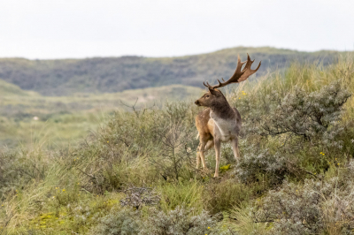 Voor het eerst was in naar de Amsterdamse waterleidingduinen geweest.
Wat een mooie omgeving is het daar. 
Deze foto is na het uitzoeken en bewerken en van mijn 2 favorieten geworden