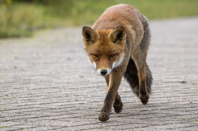 Een dagje naar de Amsterdamse Waterleidingduinen, het was voor mij de eerste keer en hoopte een Hert te vinden en als het kon een vos.
Nou en of dat gelukt is...
De Bronstijd was prachtig om te zien zoals ze roepen en bulken prachtig, verder lopende met 2 anderen die het gebied kenden kwamen we richting de vos.
Daar liepen we op ons gemak heen pratende over van alles en nog wat, tot deze dame of heer op ons af kwam rennen. 
Op mijn knien zakkende en maar klikken, en thuis de plaatjes bekijken en erg blij zijn met het resultaat.