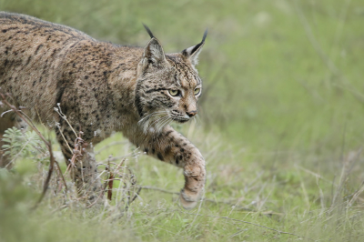 Tijdens de jacht bleven de 2 lynxen redelijk dicht langs de weg. Soms wat verder weg, soms echt dichtbij... 100en meters kon ik ze samen met wat andere fotografen volgen. Het licht begon uit te gaan, maar met de FF body kan je gelukkig redelijk hoog in de iso's. Een kwestie van veel foto's maken en hopen dat er wat scherps tussen zit. Bij deze de mazzel dat de kop scherp genoeg was!