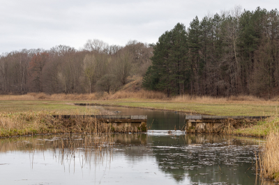 <i class='fa fa-user'></i>&nbsp;Niels72&nbsp;|  Landschap NPZK Middenduin&nbsp; <i class='fa fa-eye'>&nbsp;94</i> &nbsp; <i class='fa fa-comment-o'>&nbsp;1</i>