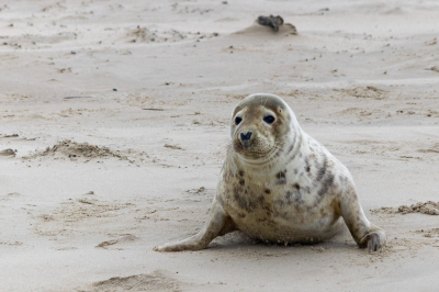 Ik wilde altijd al eens zeehonden kijken, we waren een weekje op Terschelling en zijn een dag met de boot meegegaan om garnalen te vissen en zee honden te kijken.
Wat is dat toch mooi om eens te doen. Je ligt in de buurt van een zandplaat, wel op afstand, maar de zeehonden komen zelfs bij de boot kijken.
De dag van mijn leven gehad.