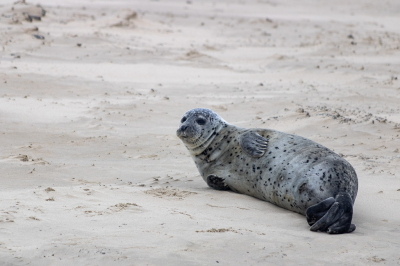 Ik wilde altijd al eens zeehonden kijken, we waren een weekje op Terschelling en zijn een dag met de boot meegegaan om garnalen te vissen en zee honden te kijken.
Wat is dat toch mooi om eens te doen. Je ligt in de buurt van een zandplaat, wel op afstand, maar de zeehonden komen zelfs bij de boot kijken.
De dag van mijn leven gehad.