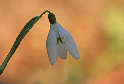 <i class='fa fa-user'></i>&nbsp;Cor&nbsp;|  Gewoon Sneeuwklokje&nbsp; <i class='fa fa-eye'>&nbsp;81</i> &nbsp;<i class='fa fa-thumbs-up'>&nbsp;2</i> &nbsp; <i class='fa fa-comment-o'>&nbsp;6</i>