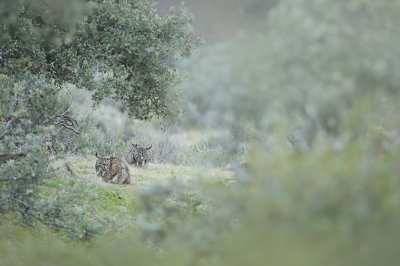 De laatste foto van de Iberische lynx die ik voor nu hier laat zien. Na de paring viel de schemer in en werd het voor foto's eigenlijk te donker. Door op de weg te gaan liggen en de camera op de grond te laten rusten, met iso 5000 en 1/80e nog enkele scherpe foto's kunnen maken. Ze lagen er erg mooi bij, het vrouwtje voor, het mannetje achter, in een dromerig decor. Het was een ongelofelijke ervaring en de best denkbare afsluiting van 2020!