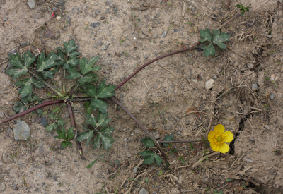 Net buiten ons vakantiepark groeide deze Kruipende Boterbloem in een vergeten hoekje op een van droogte gebarsten, schrale bodem.
Vanuit een groter deel van de plant links lopen vertakkingen diverse kanten op en daar waar deze uitlopers zich verder vertakken hechten wortels zich weer in de grond.
Een tref om de karakteristieke groeiwijze van deze plant nagenoeg zonder verdere vegetatie vast te kunnen leggen.