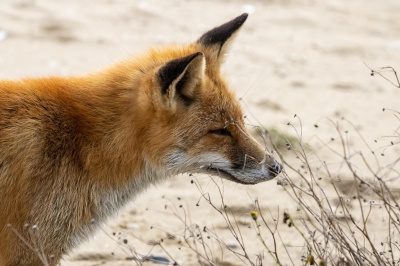 Een dagje naar de Amsterdamse Waterleidingduinen, het was voor mij de eerste keer en hoopte een Hert te vinden en als het kon een vos.
Nou en of dat gelukt is...
De Bronstijd was prachtig om te zien zoals ze roepen en bulken prachtig, verder lopende met 2 anderen die het gebied kenden kwamen we richting de vos.
Daar hadden we eerst een Vos die op ons afrende, stukje verder op een Vos die heerlijk aan het snuffelen was, alles in de gaten hield.