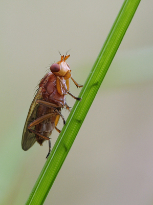 <i class='fa fa-user'></i>&nbsp;Mignon-Creative&nbsp;|  Tetanocera elata&nbsp; <i class='fa fa-eye'>&nbsp;96</i> &nbsp;<i class='fa fa-thumbs-up'>&nbsp;8</i> &nbsp; <i class='fa fa-comment-o'>&nbsp;3</i>