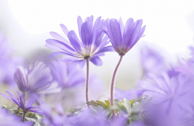 <i class='fa fa-user'></i>&nbsp;Nel R&nbsp;|  Blauwe Anemoon&nbsp; <i class='fa fa-eye'>&nbsp;148</i> &nbsp;<i class='fa fa-thumbs-up'>&nbsp;14</i> &nbsp; <i class='fa fa-comment-o'>&nbsp;11</i>