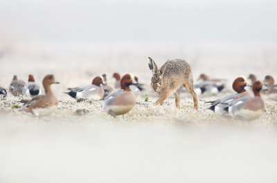 Een koude, windstille ochtend bracht mij naar polder Arkemheen voor de Grutto's en Futen. Een combi van mist en rijp zorgde voor een fijn sfeertje. Tijdens het fotograferen van een groep smienten, kwam deze haas opeens aangelopen. Dat leverdere enkele leuke plaatjes op!