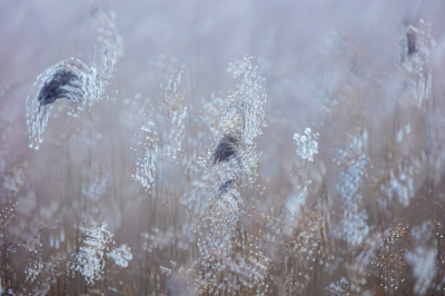 <i class='fa fa-user'></i>&nbsp;kiran&nbsp;|  Riet in de mist&nbsp; <i class='fa fa-eye'>&nbsp;108</i> &nbsp;<i class='fa fa-thumbs-up'>&nbsp;1</i> &nbsp; <i class='fa fa-comment-o'>&nbsp;2</i>