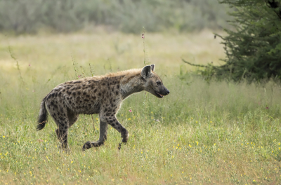 <i class='fa fa-user'></i>&nbsp;Bert Ooms&nbsp;|  Gevlekte Hyena&nbsp; <i class='fa fa-eye'>&nbsp;102</i> &nbsp;<i class='fa fa-thumbs-up'>&nbsp;2</i> &nbsp; <i class='fa fa-comment-o'>&nbsp;5</i>