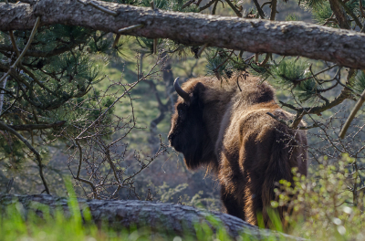 <i class='fa fa-user'></i>&nbsp;Eef Kieft&nbsp;|  Wisent&nbsp; <i class='fa fa-eye'>&nbsp;102</i> &nbsp;<i class='fa fa-thumbs-up'>&nbsp;2</i> &nbsp; <i class='fa fa-comment-o'>&nbsp;1</i>