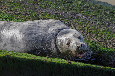 <i class='fa fa-user'></i>&nbsp;Eef Kieft&nbsp;|  Grijze Zeehond&nbsp; <i class='fa fa-eye'>&nbsp;157</i> &nbsp; <i class='fa fa-comment-o'>&nbsp;5</i>