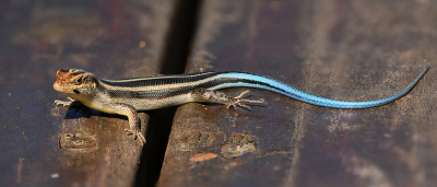 <i class='fa fa-user'></i>&nbsp;Eric Gibcus&nbsp;|  Regenboogskink&nbsp; <i class='fa fa-eye'>&nbsp;134</i> &nbsp; <i class='fa fa-comment-o'>&nbsp;7</i>