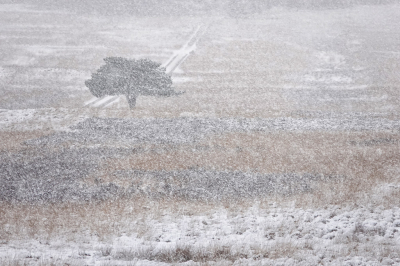 <i class='fa fa-user'></i>&nbsp;nelappelmelk&nbsp;|  Eenzame boom in de sneeuw&nbsp; <i class='fa fa-eye'>&nbsp;112</i> &nbsp; <i class='fa fa-comment-o'>&nbsp;4</i>