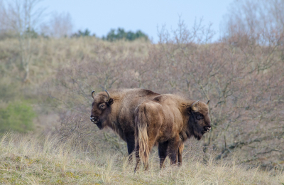 <i class='fa fa-user'></i>&nbsp;Eef Kieft&nbsp;|  Wisent&nbsp; <i class='fa fa-eye'>&nbsp;119</i> &nbsp;<i class='fa fa-thumbs-up'>&nbsp;3</i> &nbsp; <i class='fa fa-comment-o'>&nbsp;5</i>