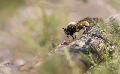Tijdens de insectenmonitoring zag ik een gele flits voorbijkomen. Toen deze ging zitten, zag ik dat het om de Gele hommelroofvlieg ging. Al 'sluipend' door de heide dichterbij kunnen komen om een foto te nemen.