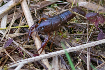 Deze exoot zie je niet zo vaak op het droge maar lijkt zich aardig te verspreiden langzamerhand. Ik zag er wel  een paar jaar geleden eentje in de bek van een Fuut hangen. Dat was ook in de Zouweboezem.