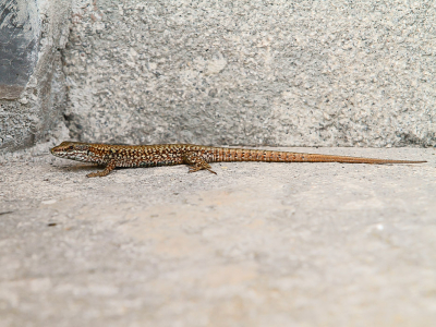 In de tuin (meer een terrein eigenlijk) zie ik regelmatig hagedissen, waaronder deze muurhagedis. In de Field Guide van Bloomsbury vind ik hem terug onder de naam Bocage's Wall Lizard (Podarcis bocagei). Voordat ik hem invoer onder die naam wil ik graag zeker weten dat dat correct is. Ik hoop dat iemand er iets over kan zeggen. Gerard?