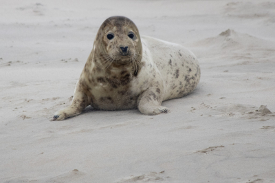 Ik wilde altijd al eens zeehonden kijken, we waren een weekje op Terschelling en zijn een dag met de boot meegegaan om garnalen te vissen en zee honden te kijken.
Wat is dat toch mooi om eens te doen. Je ligt in de buurt van een zandplaat, wel op afstand, maar de zeehonden komen zelfs bij de boot kijken.
De dag van mijn leven gehad.