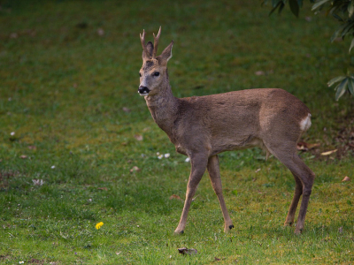 Een welkome afwisseling tijdens het fotograferen van vogels zijn reen. In deze tijd start het seizoen van de voortplanting en ze trekken dan sprintjes over het hele terrein.