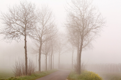 <i class='fa fa-user'></i>&nbsp;Pieter  LJ&nbsp;|  Wandeling in de mist&nbsp; <i class='fa fa-eye'>&nbsp;56</i> &nbsp; <i class='fa fa-comment-o'>&nbsp;3</i>