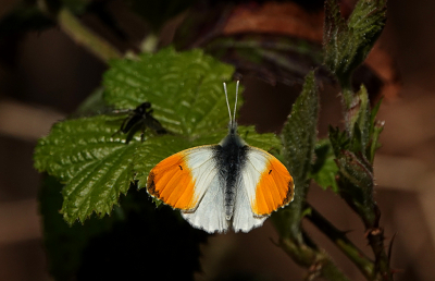 <i class='fa fa-user'></i>&nbsp;nelappelmelk&nbsp;|  Oranjetipje&nbsp; <i class='fa fa-eye'>&nbsp;79</i> &nbsp; <i class='fa fa-comment-o'>&nbsp;6</i>