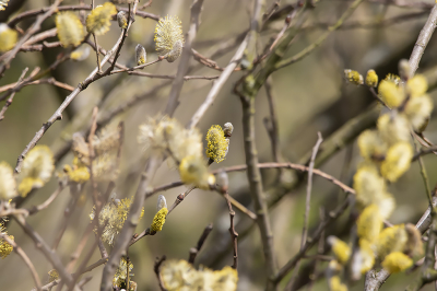 Eigenlijk fotografeer ik nagenoeg alleen vogels. Af en toe, bij het instellen voor een proeffoto, komt er wel eens een foto uit die ik zelf ook nog wel mooi vind. Dus maar een keer hier plaatsen. Bij deze foto van een Wilg vind ik de frisse lentekleuren wel mooi uitkomen. Ik weet zelf niet wat voor een Wilgensoort het is.