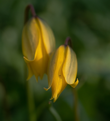 <i class='fa fa-user'></i>&nbsp;Tim Oord&nbsp;|  Wilde Tulp&nbsp; <i class='fa fa-eye'>&nbsp;72</i> &nbsp;<i class='fa fa-thumbs-up'>&nbsp;5</i> &nbsp; <i class='fa fa-comment-o'>&nbsp;3</i>