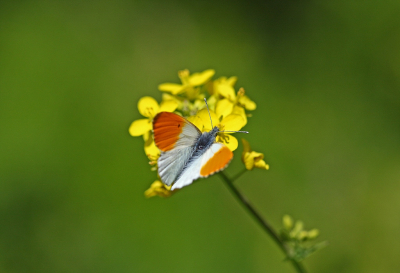 <i class='fa fa-user'></i>&nbsp;Cor&nbsp;|  Oranjetipje&nbsp; <i class='fa fa-eye'>&nbsp;96</i> &nbsp;<i class='fa fa-thumbs-up'>&nbsp;4</i> &nbsp; <i class='fa fa-comment-o'>&nbsp;8</i>