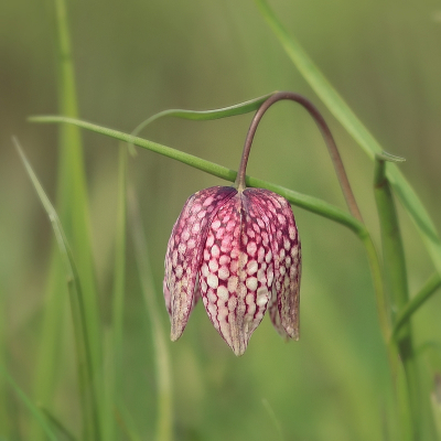 De meeste kievitsbloemen vind je in twee kleuren, paars of wit. Soms vind je er eentje die er net iets anders uit ziet zoals deze paarse waar het wit duidelijk de overhand heeft.