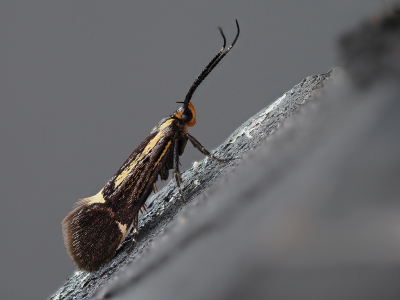 Ik zag de Esperiamot voorbij komen.
Afgelopen dagen kon ik dit motje ook vastleggen (voor het eerst)
Zat op de uitstekende delen van de blokhut.