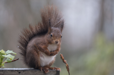 Dit voorjaar hebben we elke dag eekhoorns in de tuin.

www.natuurplaat.nl