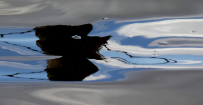 <i class='fa fa-user'></i>&nbsp;B.M.Schouten-Ruis&nbsp;|  Weerspiegeling in het water&nbsp; <i class='fa fa-eye'>&nbsp;75</i> &nbsp; <i class='fa fa-comment-o'>&nbsp;4</i>