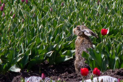 Vandaag was ik wederom op pad voor de Juffer kraanvogel, en deze Haas in het vizier kreeg, ook dit vind k dan weer erg leuk