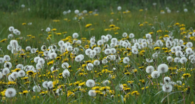 <i class='fa fa-user'></i>&nbsp;nelappelmelk&nbsp;|  Paardenbloem&nbsp; <i class='fa fa-eye'>&nbsp;68</i> &nbsp; <i class='fa fa-comment-o'>&nbsp;4</i>