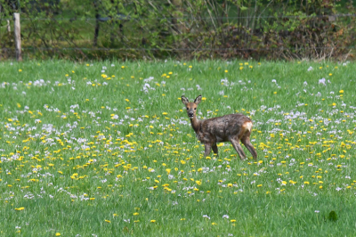 We waren aan het wandelen over een landgoed en zagen ineens in een weiland een ree staan. De ree had ons gehoord want hij keek onze richting op. Maar toen we stil bleven staan ging hij weer door met grazen.